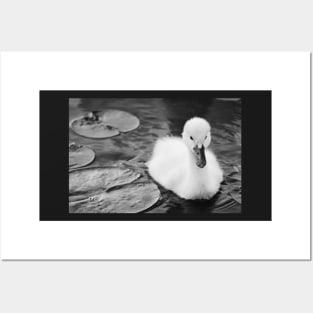 "Baby Swan" - Black & White Posters and Art